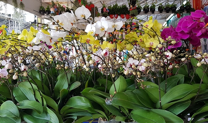 Hoa kiểng Tết chưa bán đã hút hàng hoa kieng tet chua ban da hut hang