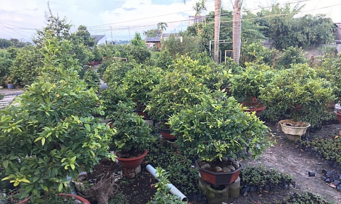 Hoa kiểng Tết chưa bán đã hút hàng hoa kieng tet chua ban da hut hang