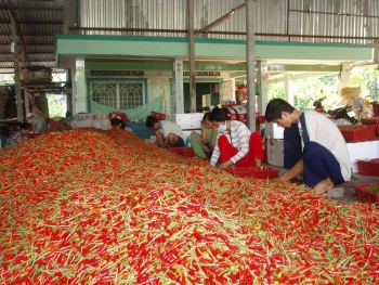 Giá ớt sẽ neo ở mức cao đến hết tháng 1/2021