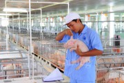 Sản xuất lớn theo hướng tập trung để tránh lỗ cho người nuôi heo