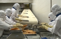 Ngành thủy sản không quá quan ngại vì nCoV