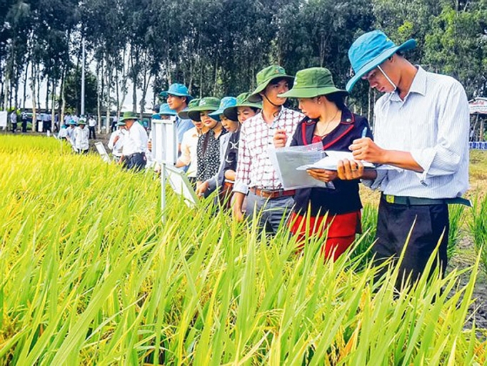 Hậu Giang ưu tiên phát triển nông nghiệp xanh, nông nghiệp thông minh hau giang uu tien phat trien nong nghiep xanh nong nghiep thong minh