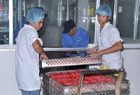 TP. Hồ Chí Minh tìm hướng vực dậy các ngành sản xuất công nghiệp