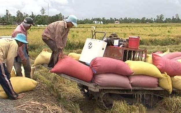 ne han man lua dong bang song cuu long trung mua duoc gia