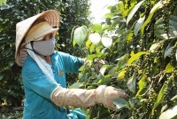 Gia Lai: Thủ phủ tiêu gặp khó, 80% người dân lâm vào cảnh nợ nần