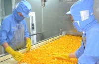 Ngành Công Thương Tây Nam bộ: Tăng liên kết, tìm đầu ra cho trái xoài