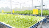 Vì sao ứng dụng công nghệ cao vào nông nghiệp TP. Hồ Chí Minh còn thấp?