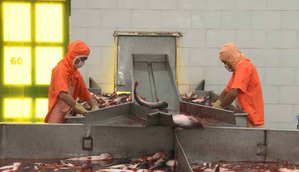 Xuất khẩu thủy sản sang Anh cần chứng thư mới từ ngày 1/4/2021