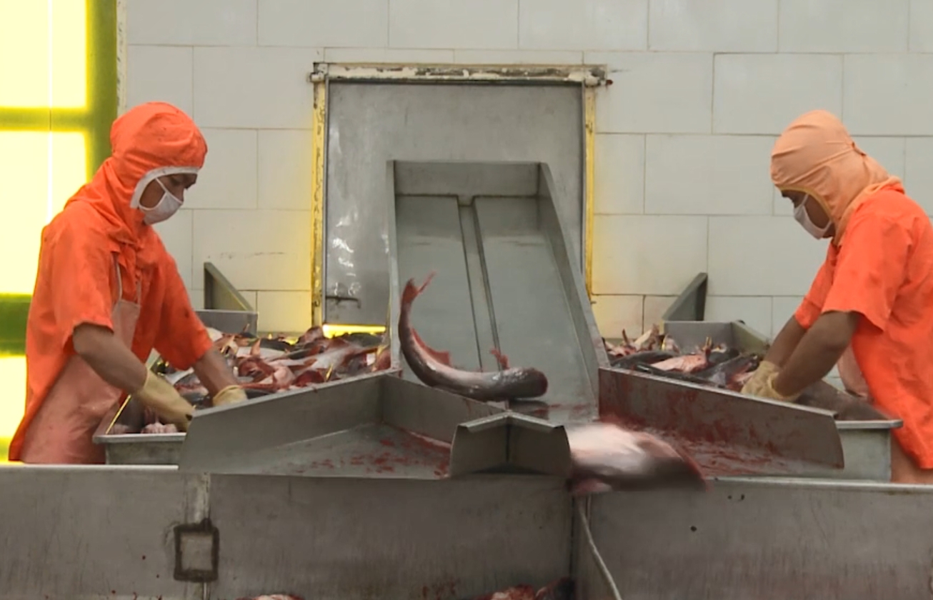 Ảnh hưởng dịch bệnh, xuất khẩu cá tra khó 