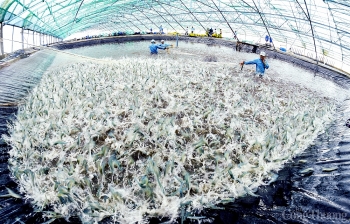 Xuất khẩu thủy sản tăng 14% trong 5 tháng 2021