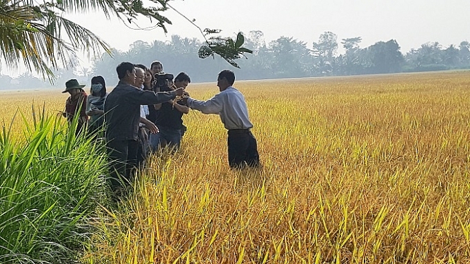 Lúa gạo sạch Vĩnh Long: Tăng lợi nhuận nhờ liên kết chặt chẽ với nhà phân phối lua gao sach vinh long tang loi nhuan nho lien ket chat che voi nha phan phoi