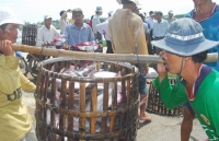 Tháo gỡ vướng mắc tín dụng cho doanh nghiệp vùng đồng bằng sông Cửu Long