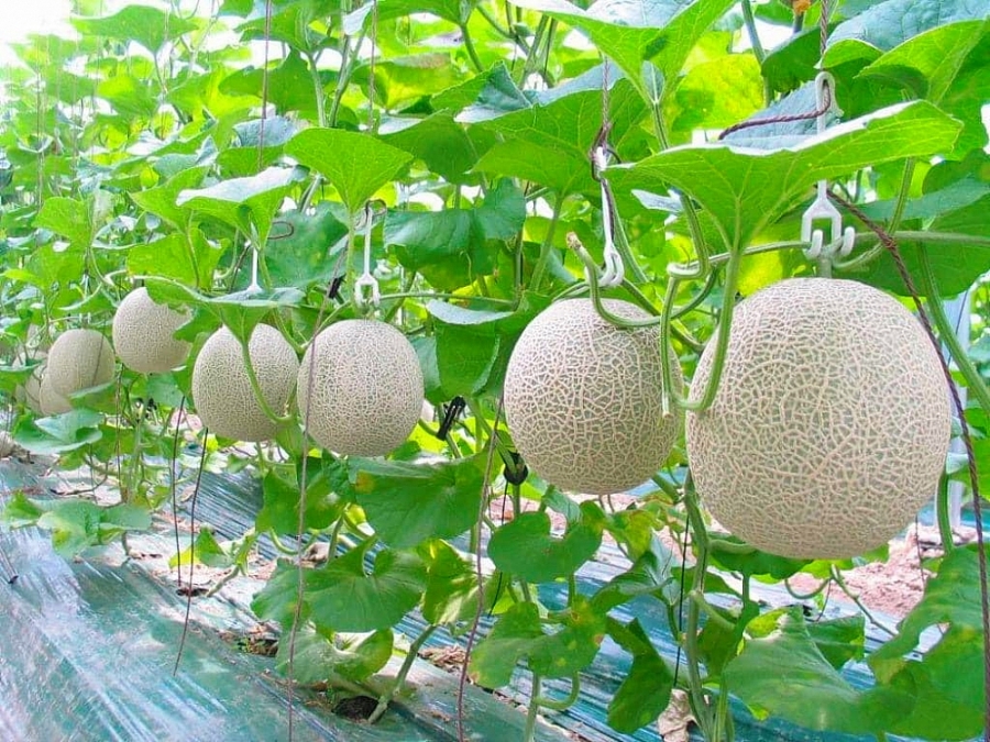 3223-tour-nong-nghiep-cong-nghe-cao