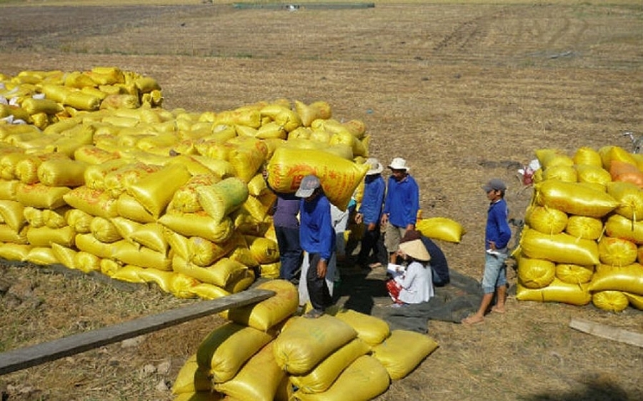 undefined 1118-gia-lua-gao-hom-nay-79