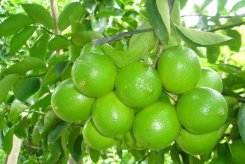 Giá thực phẩm hôm nay ngày 13/9: Giá chanh tăng mạnh