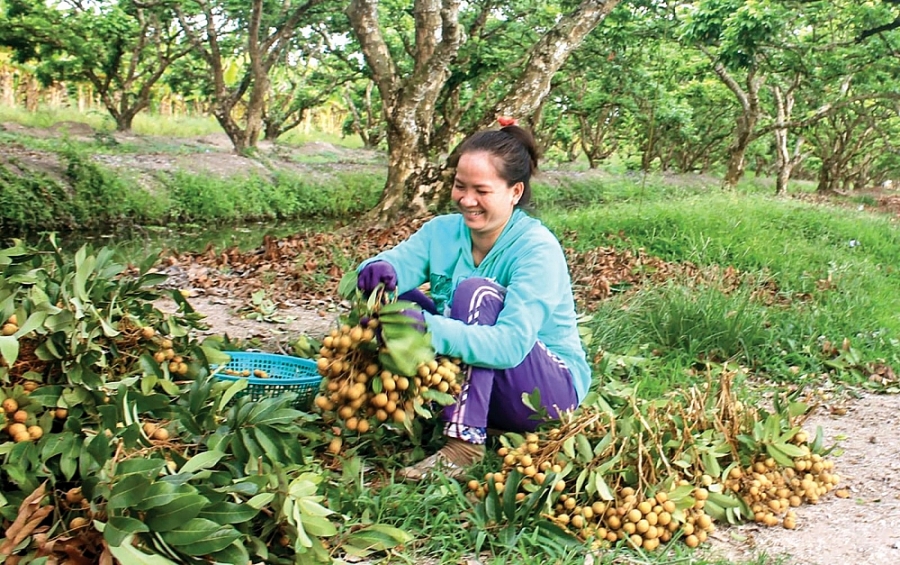 undefined 0735-gia-nong-san-1609