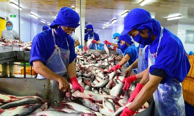 Xuất khẩu cá tra sang các thị trường lớn tăng trưởng tích cực xuat khau ca tra sang cac thi truong lon tang truong tich cuc