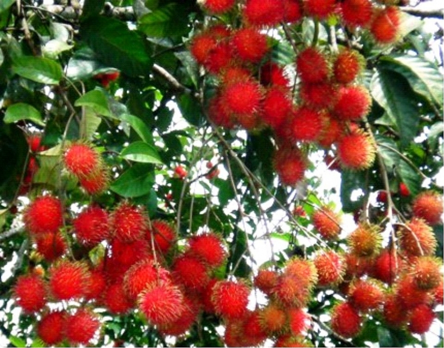 4043-gia-thuc-pham-hom-nay