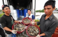 Ngành thủy sản: “Nói không với tạp chất” để nâng cao giá trị