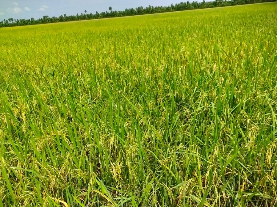 undefined 3904-gia-lua-gao-hom-nay