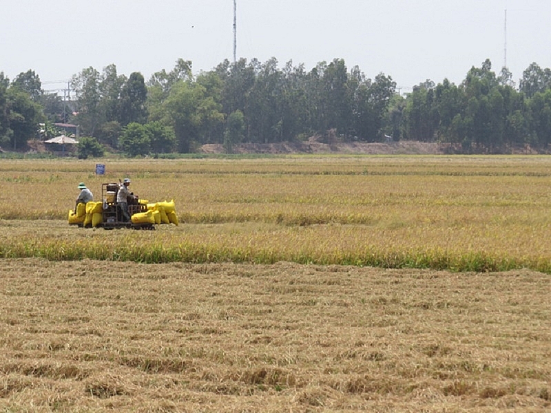 undefined 1239-gia-lua-gao-hom-nay