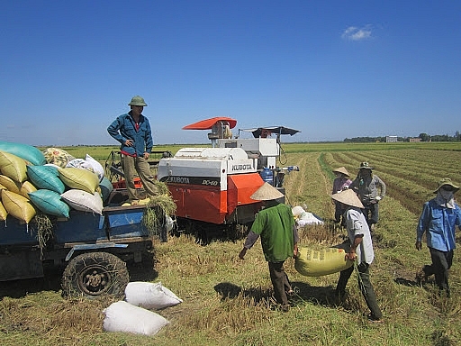 5439-gia-lua-gao-hom-nay