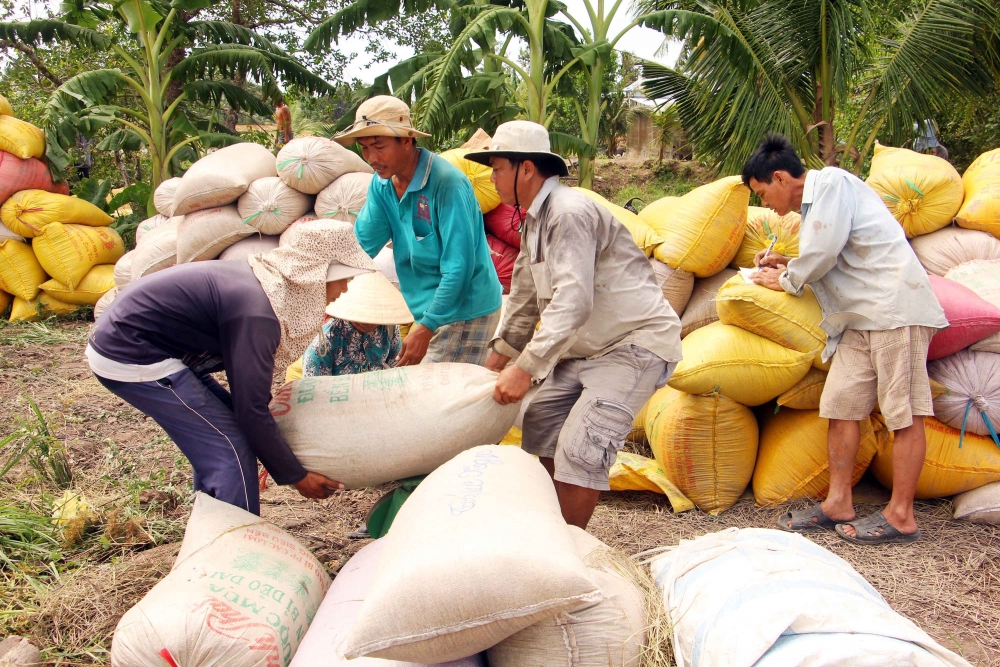 Giá lúa gạo hôm nay 20/2: Thị trường sôi động phiên đầu tuần Giá lúa gạo hôm nay 20/2: Thị trường sôi động phiên đầu tuần