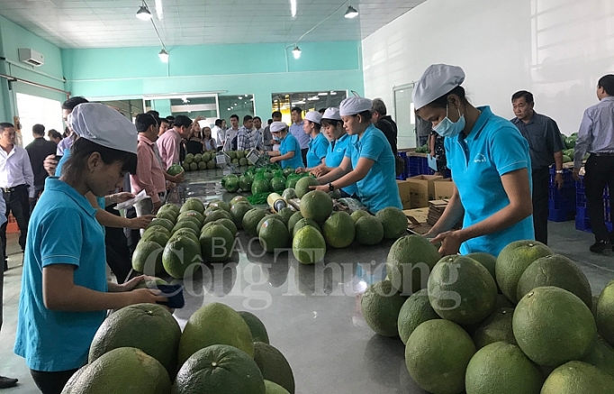 tram trung chuyen trai cay ben tre phuc vu noi dia va xuat khau