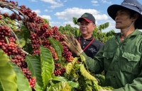 Dự án NESCAFÉ Plan nâng tầm chất lượng cà phê Việt Nam ra sao?