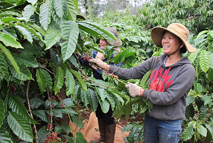 canh tac ca phe thong minh nang cao thu nhap cho ba con nong dan