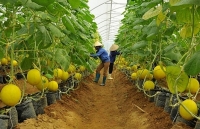 Bình Dương đẩy mạnh phát triển nông nghiệp công nghệ cao gắn với xuất khẩu