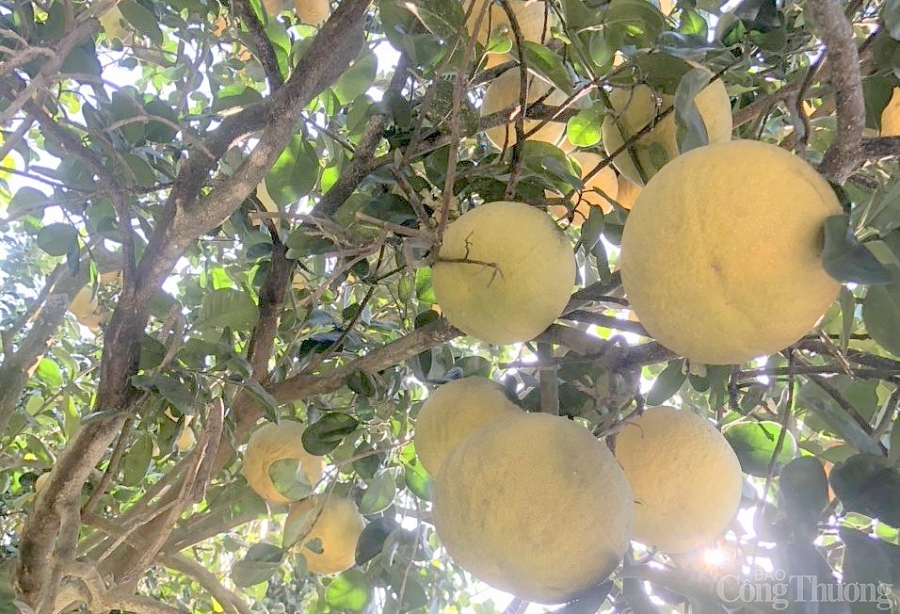 Đồng Nai kêu gọi “giải cứu” giải bưởi cho bà con nông dân