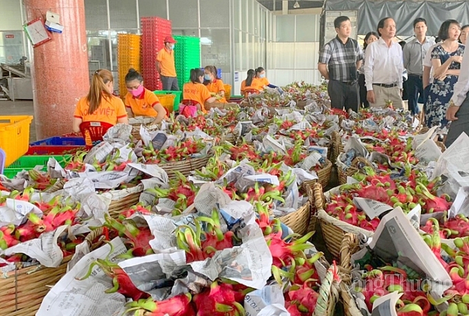 Tiền Giang: Xây dựng chuỗi trồng, mở rộng thị trường xuất khẩu thanh long tien giang xay dung chuoi trong mo rong thi truong xuat khau thanh long