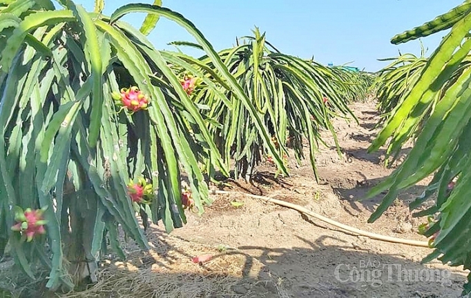 Tiền Giang: Xây dựng chuỗi trồng, mở rộng thị trường xuất khẩu thanh long tien giang xay dung chuoi trong mo rong thi truong xuat khau thanh long