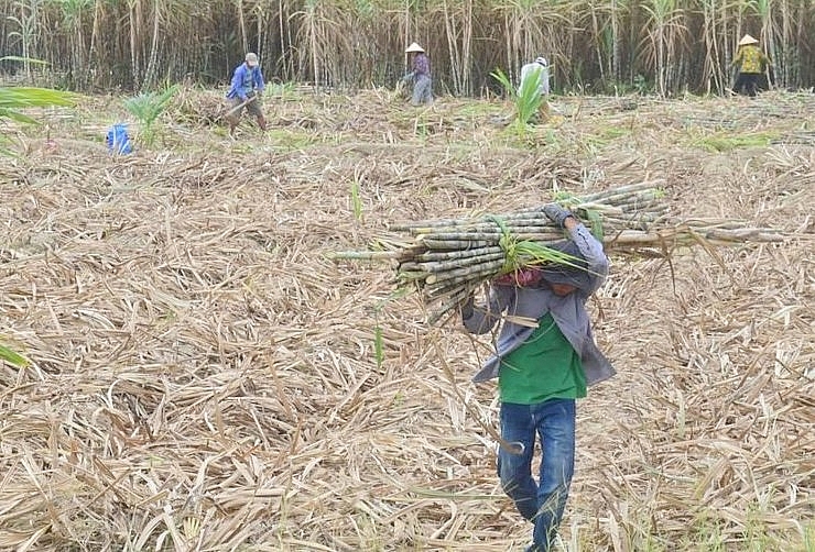 Đường lậu tác động như thế nào đến ngành mía đường trong nước?
