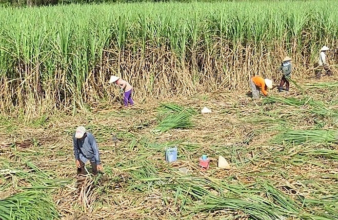 Đường lậu tác động như thế nào đến ngành mía đường trong nước?