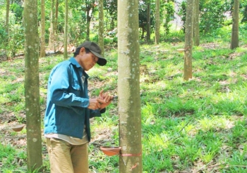 Xuất khẩu cao su bền vững, hợp pháp: Cần thay đổi trong nhận thức của các bên tham gia chuỗi cung