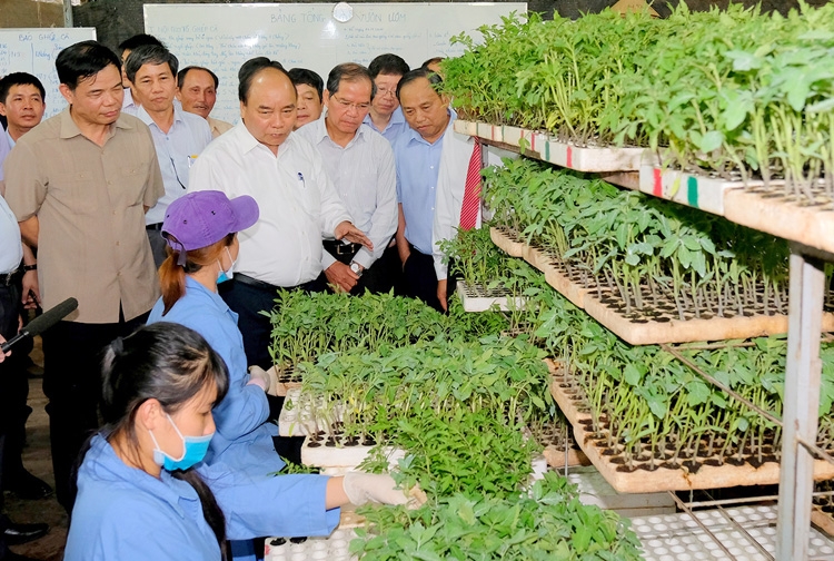 Thủ tướng Nguyễn Xuân Phúc thăm mô hình sản xuất rau an toàn tại Lâm Đồng thu tuong nguyen xuan phuc tham mo hinh san xuat rau an toan ung dung cong nghe cao lam dong