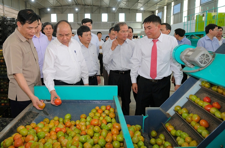 Thủ tướng Nguyễn Xuân Phúc thăm mô hình sản xuất rau an toàn tại Lâm Đồng thu tuong nguyen xuan phuc tham mo hinh san xuat rau an toan ung dung cong nghe cao lam dong