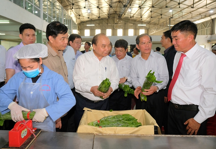 Thủ tướng Nguyễn Xuân Phúc thăm mô hình sản xuất rau an toàn tại Lâm Đồng thu tuong nguyen xuan phuc tham mo hinh san xuat rau an toan ung dung cong nghe cao lam dong