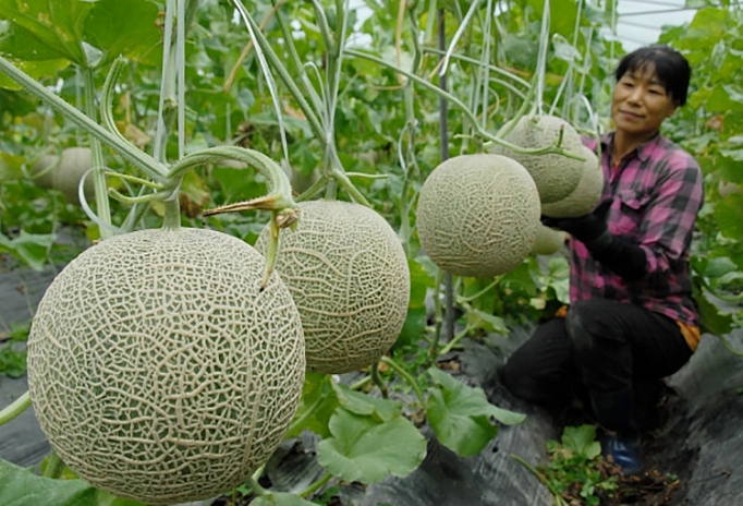 Xây dựng chuỗi giá trị cho sản phẩm dưa lưới tp ho chi minh xay dung chuoi gia tri cho san pham dua luoi