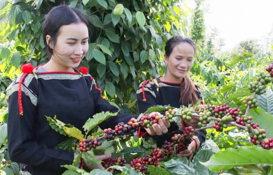 Đẩy mạnh quảng bá thương hiệu cà phê đặc sản các vùng miền