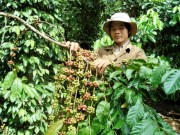 Đồng Nai tăng xuất khẩu cà phê