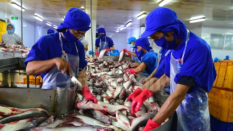 Ngành cá tra Việt Nam: Tập trung mở rộng thị trường xuất khẩu nganh ca tra viet nam tap trung con giong mo rong thi truong xuat khau