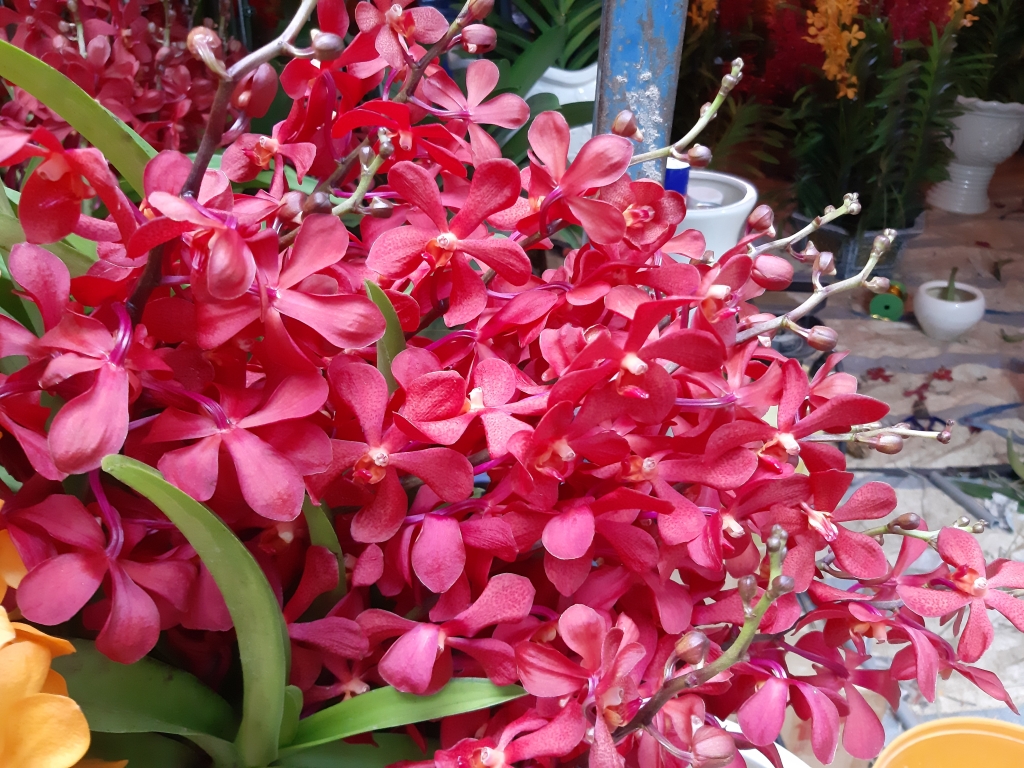 can canh giong hoa lan lai nhan tao tu singapore de chung tet