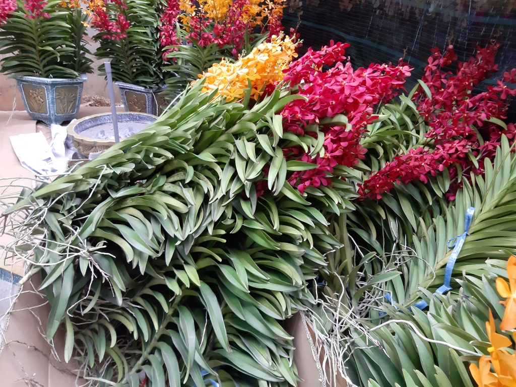 can canh giong hoa lan lai nhan tao tu singapore de chung tet