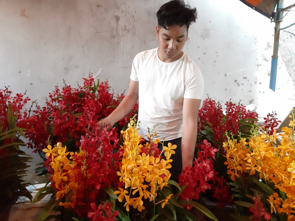 can canh giong hoa lan lai nhan tao tu singapore de chung tet