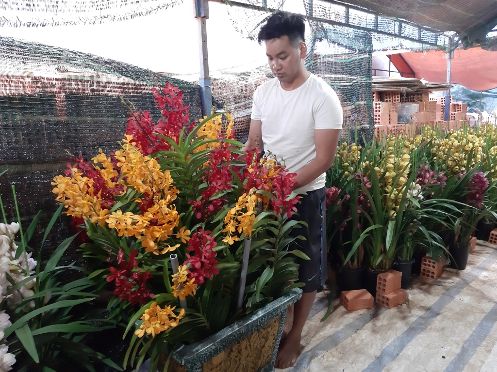 can canh giong hoa lan lai nhan tao tu singapore de chung tet