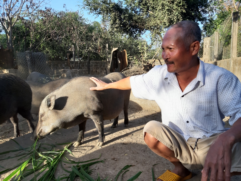 Heo rừng Tây Nguyên hút khách dịp Tết heo rung tay nguyen hut khach dip tet