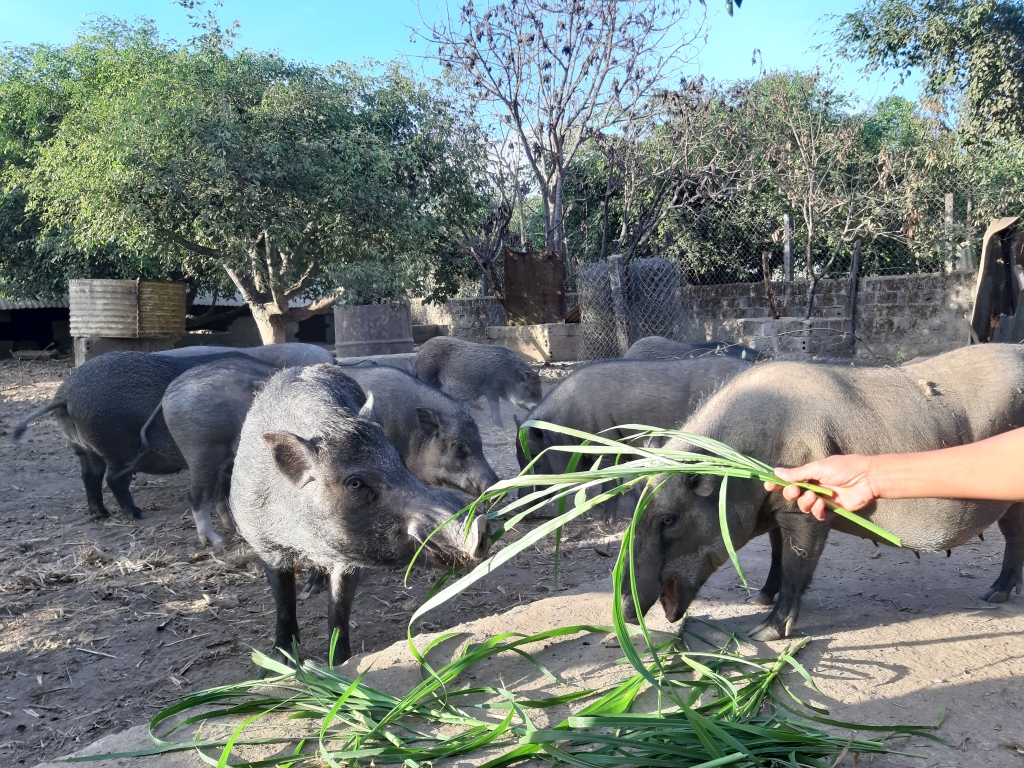 Heo rừng Tây Nguyên hút khách dịp Tết heo rung tay nguyen hut khach dip tet